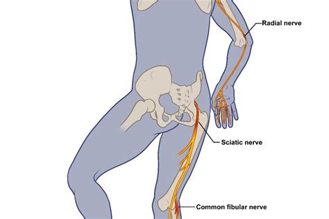 Muscle or body aches. . Covid and nerve pain in legs
